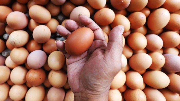 ILUSTRASI: Telur.
