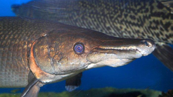 Ikan Aligator Gar.