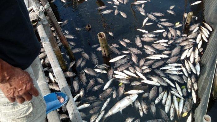 TAMBAK TERCEMAR - Ikan-ikan yang diternak oleh warga Terboyokulon mati membusuk dan terapung akibat cemaran air pada tambak yang diduga dari kawasan industri Terboyo.