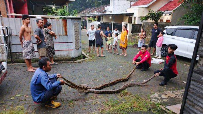 EVAKUASI ULAR: Ist. Damkar Banyumas.asi dua ular piton di Perumahan Puri Teluk RT 9 RW 4, Kecamatan Purwokerto Selatan, Kamis (15/5/2025). Ular yang jantan berukuran kurang lebih 2,5 meter sementara yang betina kurang lebih 2,8 meter.