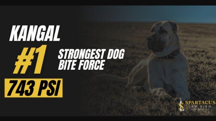 Kangal Ras Anjing yang gigitannya paling kuat melebihi Singa
