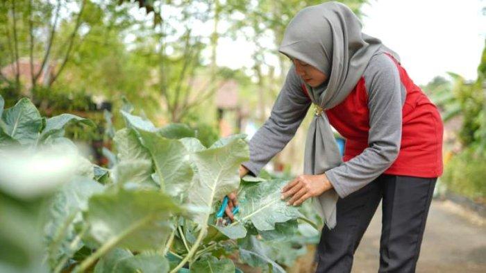 Kegiatan panen buah dan sayur oleh kelompok wanita Bumi Kartini yang merupakan program pemberdayaan Masyarakat dari Semen Gresik di Desa Ngampel, Kabupaten Blora.