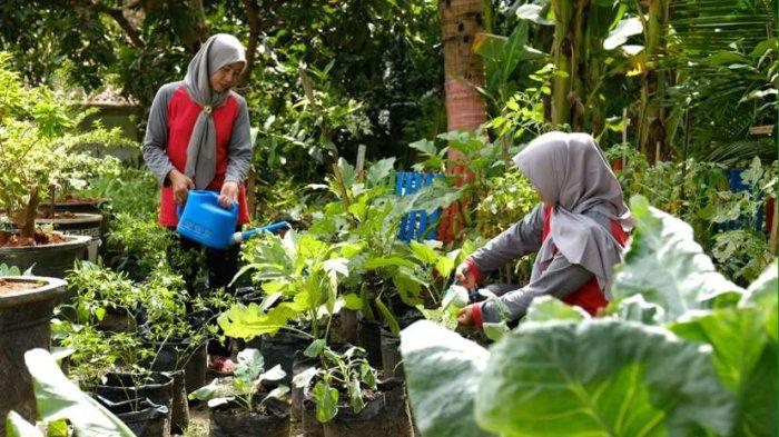 Kegiatan panen buah dan sayur oleh kelompok wanita Bumi Kartini yang merupakan program pemberdayaan Masyarakat dari Semen Gresik di Desa Ngampel, Kabupaten Blora.