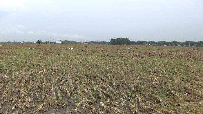 Kondisi tanaman padi yang gagal panen akibat banjir di Kabupaten Demak Jawa Tengah.