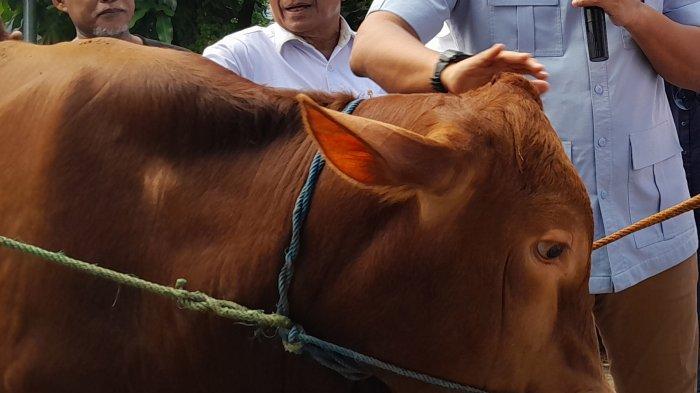 ILUSTRASI sapi.
