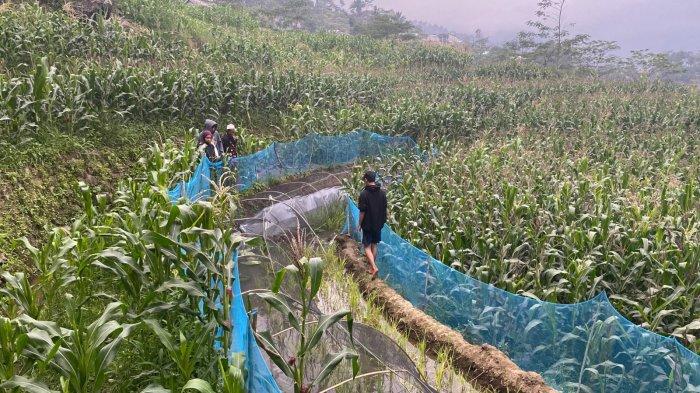 Mahasiswa UMP galakkan budidaya minapadi di Purbalingga.