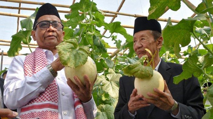 Menkopolhukam Mahfud MD memetik buah melon di Agro Wisata MAJT yang terletak di Kompleks Masjid.