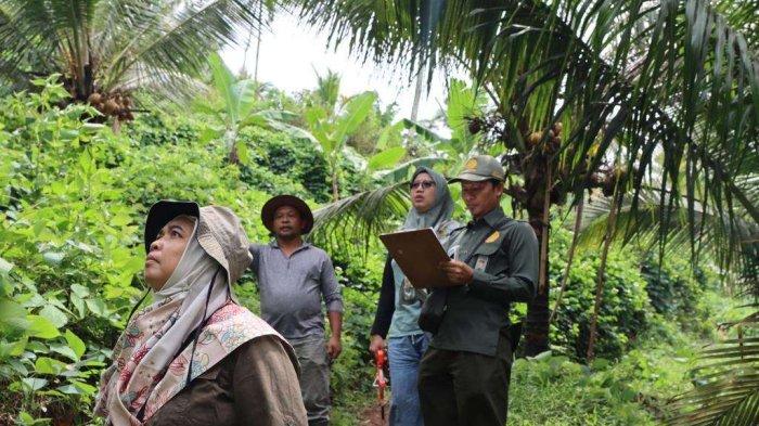 Pohon Kelapa Kopyor Cungap Merah UMP Berhasil Ditetapkan Sebagai Pohon Induk