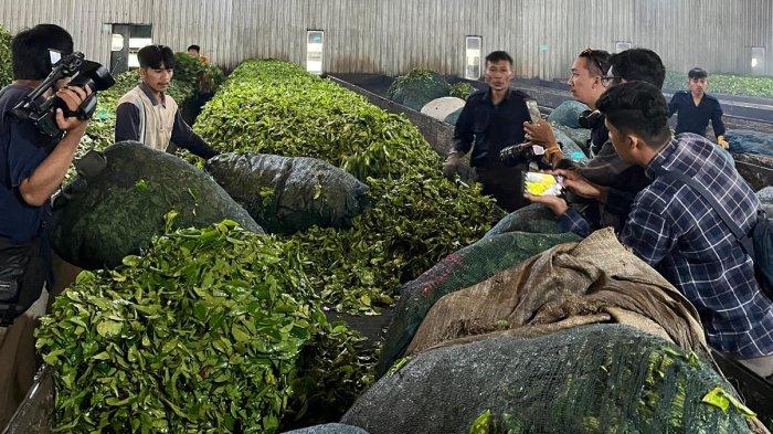 Proses penggilingan daun teh Tambi yang berada di Desa Tambi, Kecamatan Kejajar, Kabupaten Wonosobo, Jawa Tengah.