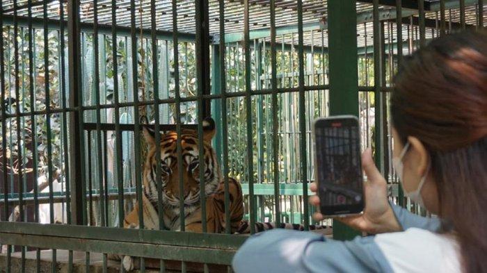 Koleksi satwa yang ada di Agrowisata Sido Muncul, Kompleks Pabrik Sido Muncul Desa Diwak, Kecamatan Bergas, Kabupaten Semarang.