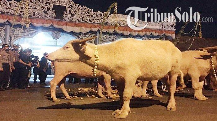 Sebanyak 4 ekor kebo bule keturunan Kiai Slamet diikutkan dalam kirab malam 1 Suro di Keraton Solo, Sabtu (30/7/2022). Di mana sebelumnya sebagian besar terkena virus PMK.
