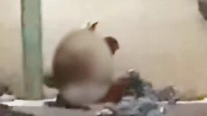 Viral Video Pasangan Berhubungan Intim di Pinggir Jalan Kota Bandung, Ini Kata Polisi