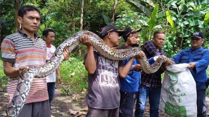 Warga dan Damkar Kabupaten Semarang mengevakuasi ular piton berukuran 4,3 meter.