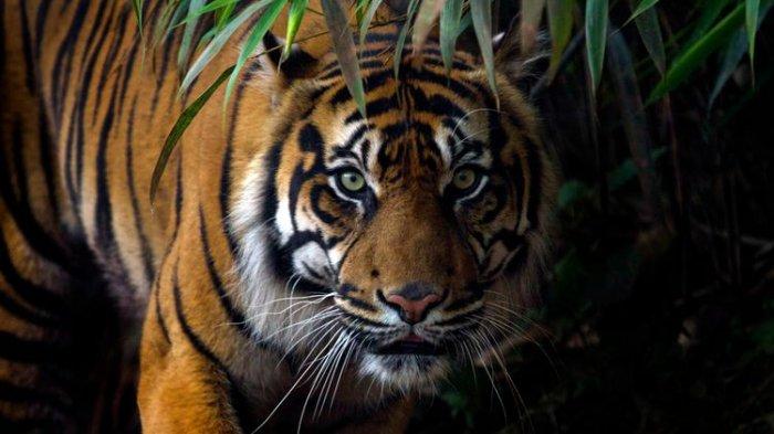 Ilustrasi Harimau Sumatera