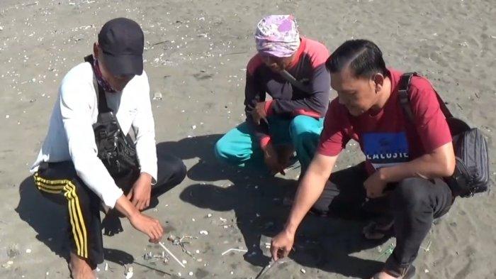 Para petugas pengelola wisata Pantai Teluk Penyu, Cilacap menunjukkan ubur-ubur beracun yang bermunculan belakangan ini. Mereka mengimbau wisatawan terkait fenomena kemunculan ubur-ubur beracun