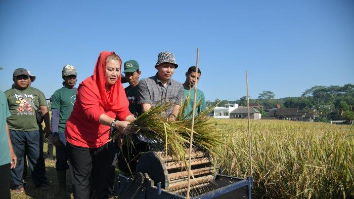 Wali Kota Semarang, Hevearita Gunaryanti Rahayu saat melaksanakan panen Demfarm Budi Daya Padi Organik dan Farmer Field Day di Kelurahan Tambangan, Kecamatan Mijen, Kota Semarang, Selasa (7/5/2024) pagi.