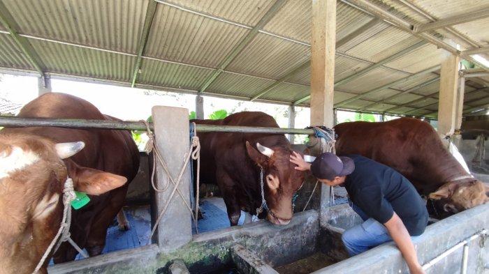 Ilustrasi sapi jumbo