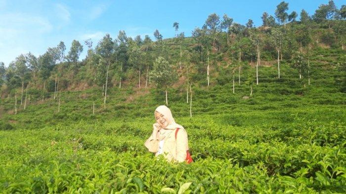 Seorang pengunjung sedang berpose di tengah tengah Kebun Teh Medini, Limbangan, Kendal, Selasa (16/7/2019)