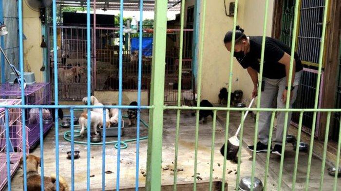 Aktivis pecinta hewan memberi makan anjing dan membersihkan shelter hewan yang terletak di Jalan Sulawesi, Kota Blitar, Selasa (2/1/2024).