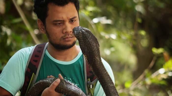 ular king kobra serang Panji Petualang secara brutal.
