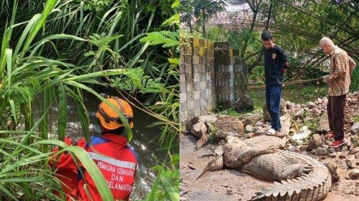 Kandang penangkaran buaya di Cianjur jebol, Rabu (2/10/2024).