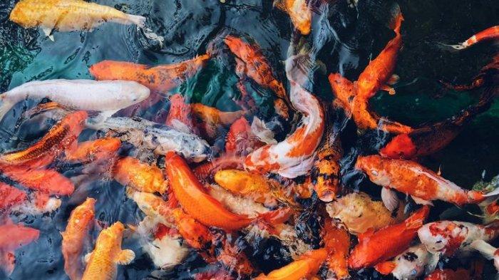 Ilustrasi ikan koi.