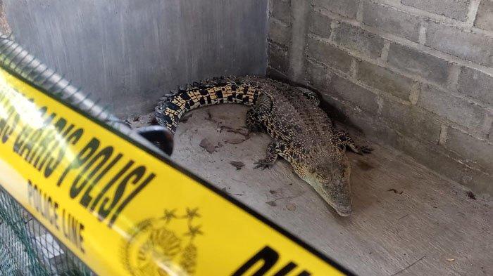 Buaya irian yang disita dari warga Desa/Kecamatan Ngunut, Kabupaten Tulungagung.