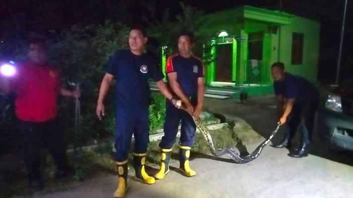 Damkar Ponorogo Evakuasi Ular Piton, Sempat Lepas Saat Ditangkap, Minggu (26/5/2024)