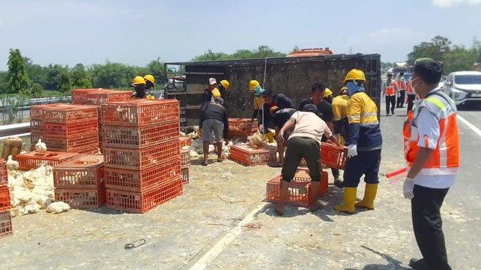 Anggota Satuan PJR Ditlantas Polda Jatim melakukan olah TKP truk boks muat ayam terguling di Tol Jombang-Mojokerto, KM 685.500 Jalur A, pada Sabtu (14/9/2024).