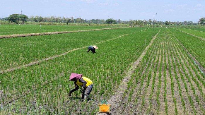 Dua Petani di Desa Kebonagung, Kecamatan Balerejo, Kabupaten Madiun, tengah menanam padi di sawah saat musim kemarau, Jumat siang (13/9/2024)