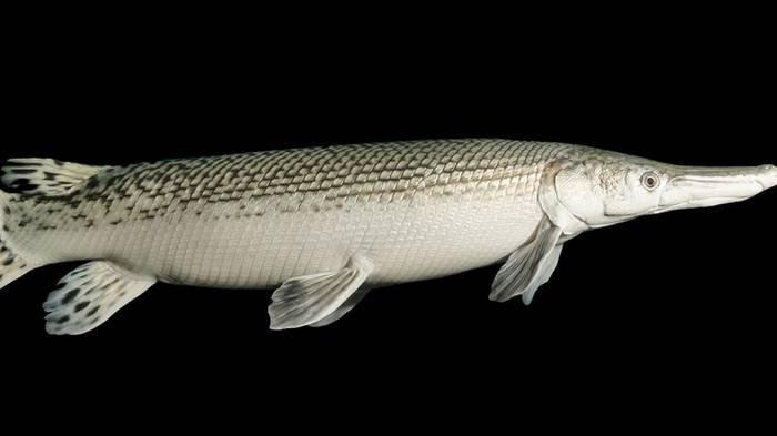 Ikan aligator gar yang dilarang untuk dipelihara.