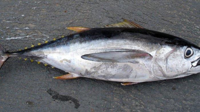 Ilustrasi ikan.