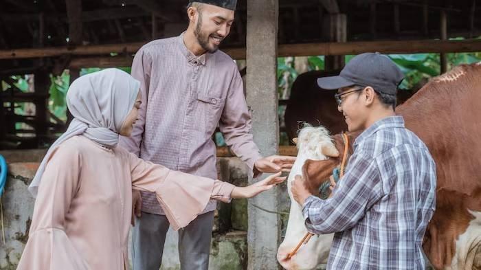 SYARAT KURBAN - Ilustrasi pasutri memilih hewan kurban. Simak syarat orang yang berkurban.