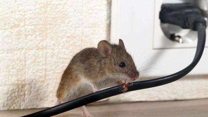 Ilustrasi tikus