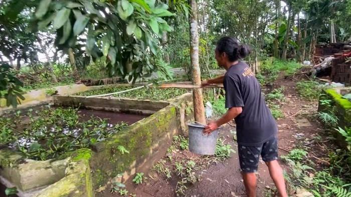 Iswahyudi saat menaburkan garam ke kolam ikan lelenya untuk menurunkan menormalkan Ph air