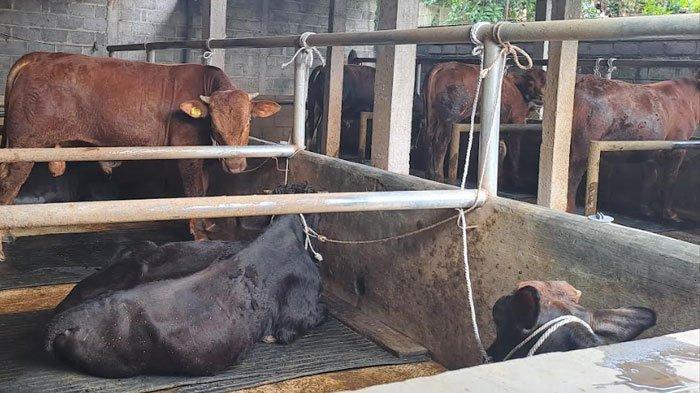 Kandang sapi milik Suwaji di Desa Saptorenggo, Kecamatan Pakis, Kabupaten Malang, Rabu (8/1/2024)