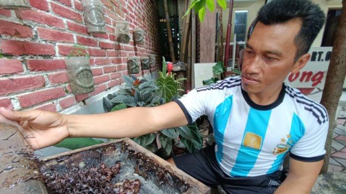 BUDIDAYA MADU KLANCENG: Nastain (41), menunjukkan sarang lebah madu klanceng hutan di halaman Balai RT 3 Kampung Bongares, Kota Blitar, Sabtu (1/2/2025). Kampung Bongares mengembangkan wisata hisap madu klanceng langsung dari sarangnya.