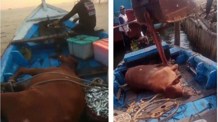Kondisi sapi yang masih ditemukan hidup di tengah laut di perairan Kali Baru Jakarta Utara