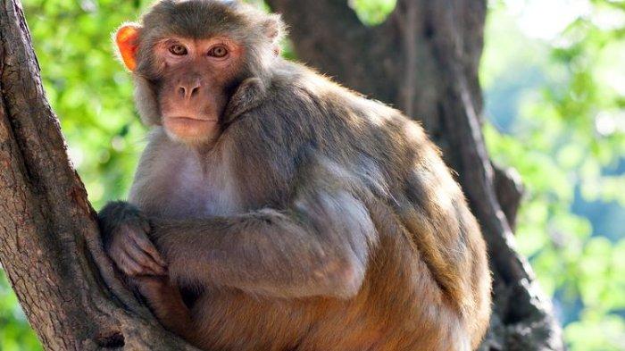 ILUSTRASI: Nasib Anak 6 Tahun Diselamatkan Monyet saat Dilecehkan Pria di Rumah Kosong, Orangtua: Pasti Mati