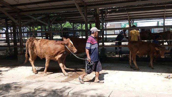 MENUNTUN SAPI - Seorang pedagang menuntun sapi di area tambahan Pasar Hewan Terpadu (PHT) di hari pasaran pertama, Jumat (14/2/2025) setelah tutup sejak 9 Januari 2024 untuk mencegah penularan penyakit mulut dan kuku (PMK). PHT Tulungagung masih sepi dengan hanya 208 sapi yang diperdagangkan, dari situasi normal 750 ekor di situasi normal.