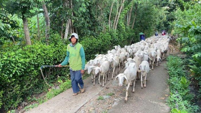 Peltu Bambang Purwanto. Peltu Bambang merupakan anggota Minvetcad 02/Ponorogo punya ratusan kambing hingga perdayakan warga sekitar.