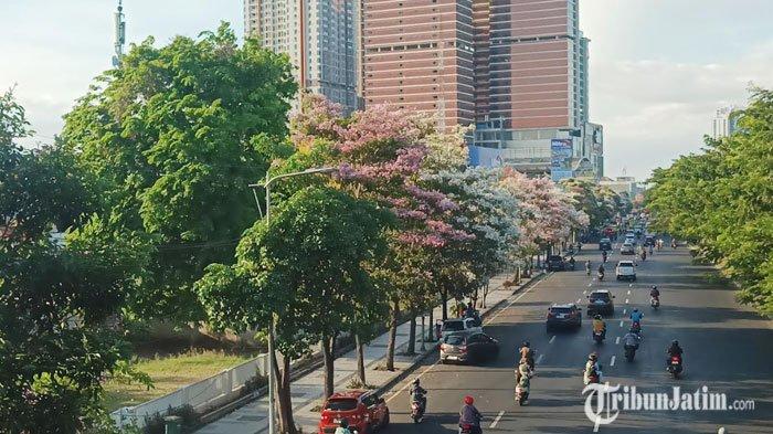 Penampakan bunga tabebuya yang bermekaran di Jalan Ahmad Yani, Surabaya, Jumat (11/10/2024).