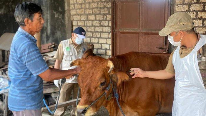 Pengecekan Hewan Ternak Sapi di Pasar Kabuh Jombang oleh Pihak Dinas Peternakan Jombang terkait Merebaknya Penyakit Mulut dan Kuku (PMK)