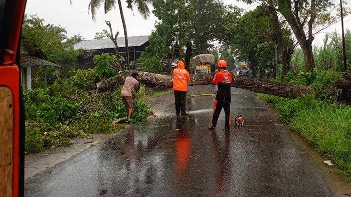 POHON TUMBANG - Personel BPBD Jember evakuasi pohon tumbang yang menutup jalan di Jember, Jawa Timur, Sabtu (22/3/2025). Pohon tumbang terjadi di 14 kecamatan di Jember akibat dilanda hujan disertai angin kencang.