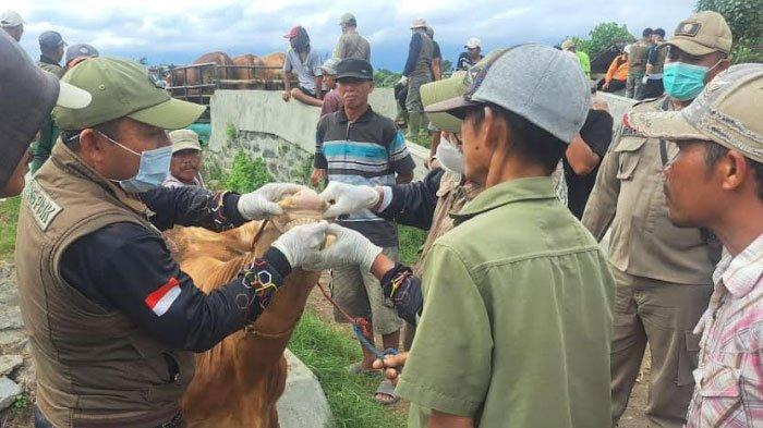 Petugas DKPP Kabupaten Lumajang sedang berfokus memaksimalkan pemberian vaksin PMK. Kali ini Lumajang dapat jatah 10.500 vaksin PMK.