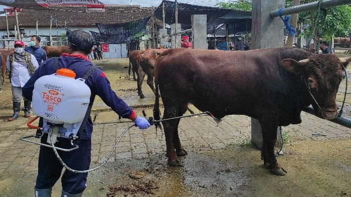 Petugas melakukan penyemprotan disinfektan pada sapi di Pasar Hewan Dimoro Kota Blitar, Sabtu (4/1/2025).