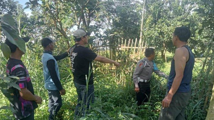 OLAH TKP - Pihak kepolisian melakukan olah TKP di kebun alpukat milik warga Kecamatan Karangploso, Kabupaten Malang, Senin (21/4/2025)