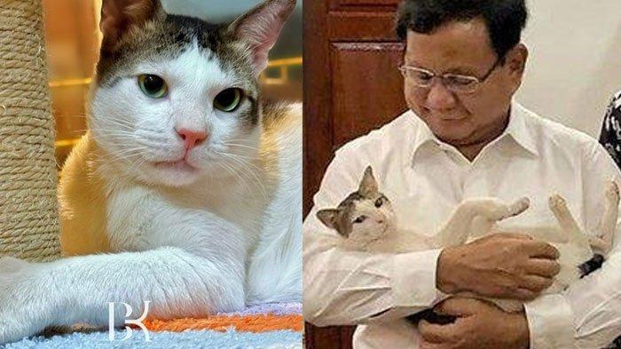 Potret Bobby Kertanegara, kucing kesayangan Prabowo Subianto, Presiden Ke-8 RI.