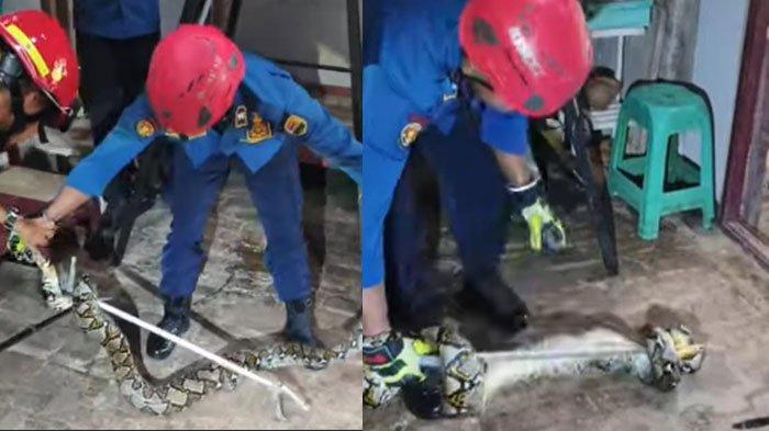 ULAR PITON - Petugas pemadam kebakaran mengevakuasi ular piton dari rumah warga Desa Gembleb, Kecamatan Pogalan, Kabupaten Trenggalek, Jawa Timur, Rabu (26/3/2025). Ular tersebut dievakuasi di atap rumah setelah sebelumnya memangsa dua ekor ayam
