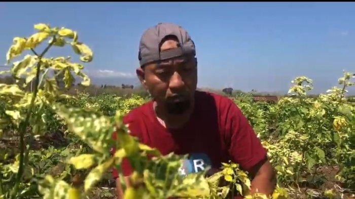 Rochim, salah satu petani di Ponorogo cabai harus meratapi nasib. hasil panen cabenya tak sebagus lainnya.
